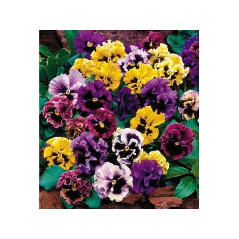 Park Seed Flirty Skirts Mix Pansy Seeds Cover