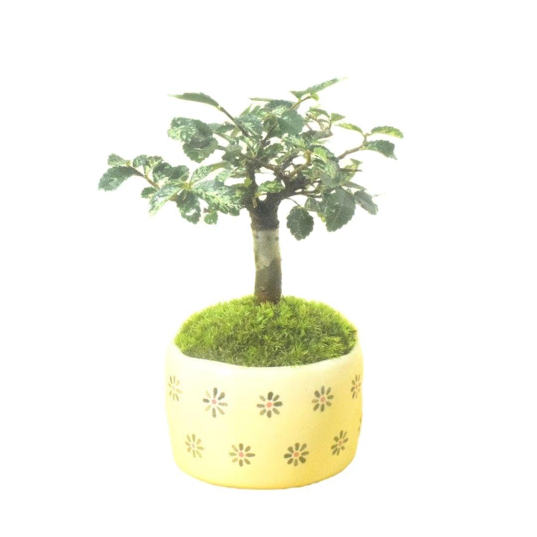 Amazon｜斑入り ケヤキ 欅 観葉植物 陶器鉢 盆栽 豆盆栽 苔玉｜観葉