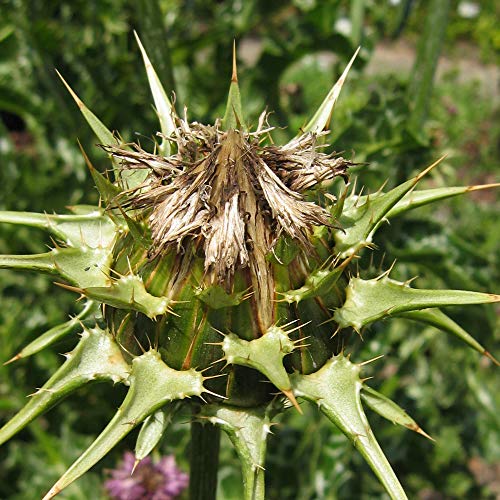 Mariendistel (Silybum marianum) Bio - ca. 50 Samen
