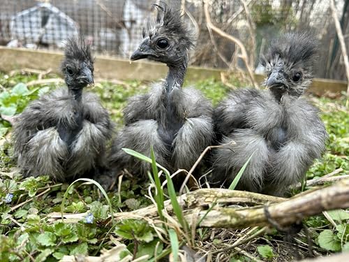 6 Silkie Chicken Fertile Hatching Eggs - Shipped in Foam from Silky Birds