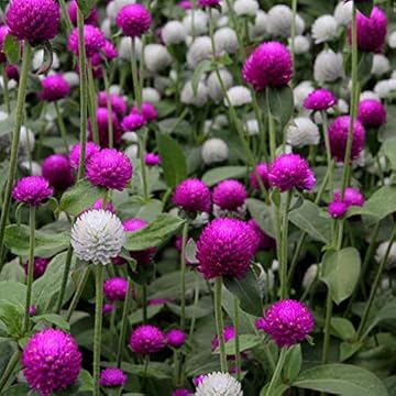 Best Annuals For Heat And Sun