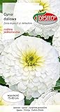 Verdica Weiße Dahlienblumensamen Zinnia elegans – Elegante weiße Blüten für Schnittarrangements, ideal für Blumenbeete, erreicht 75-80 cm, Pflanzung im März-April (1 Gramm)