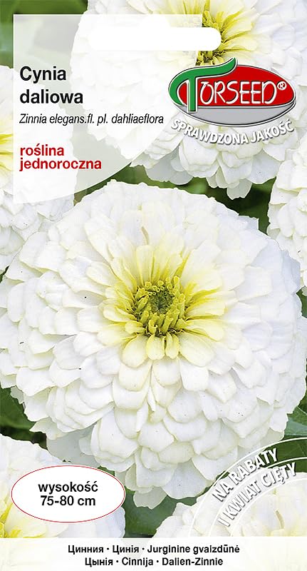 Verdica Weiße Dahlienblumensamen Zinnia elegans – Elegante weiße Blüten für Schnittarrangements, ideal für Blumenbeete, erreicht 75-80 cm, Pflanzung im März-April (1 Gramm)
