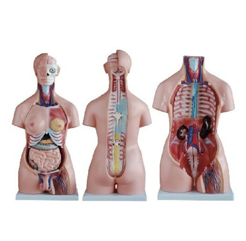 Model Anatomiczny Unisex 85 Cm, Anatomiczny Model Ludzkiego Tułowia 40 Sztuk Wewnętrznych Narządów Medycznych Model Anatomii PVC Ludzkiego Ciała