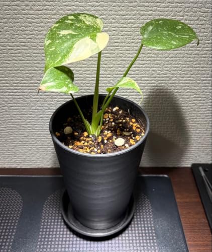 観葉植物 デリシオーサ モンステラ」の人気商品一覧・価格比較 - 価格.com