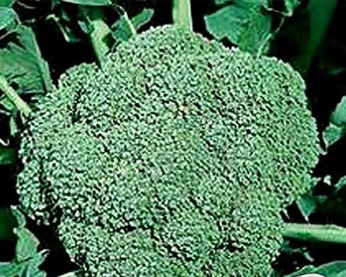 Waltham 29 Broccoli Seeds - 500 Seed Non-GMO