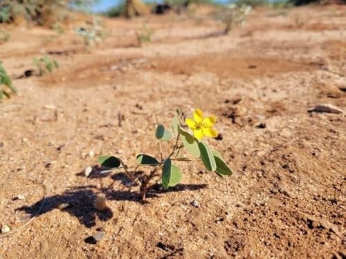 Ep. 561 - The Soil Seed Bank & Restoration