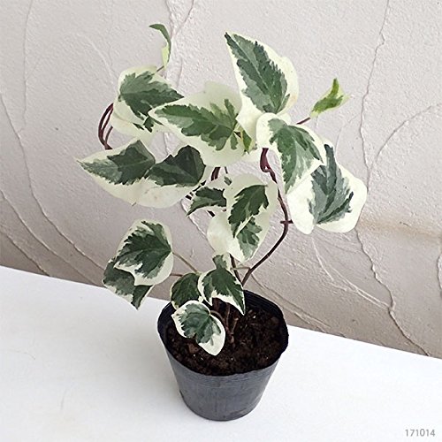 ⭐️専用⭐️観葉植物 斑入りオカメヅタ 新芽カット苗 5本 挿し穂 ガーデニング Amazon.co.jp: ヘデラ：カナリエンシス（オカメヅタ）斑入り3.5号