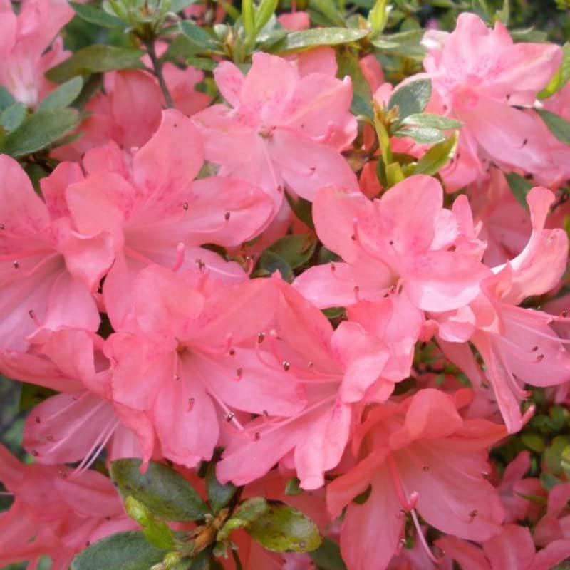 Miniatura 5 de Planta de azalea viva, arbusto de planta de azalea, planta viva de azalea refloreciente, flor de azalea rosa, planta de 1 galón