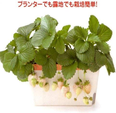 Amazon 白苺 イチゴ 天使のいちご エンジェルエイトの苗 3苗セット 野菜