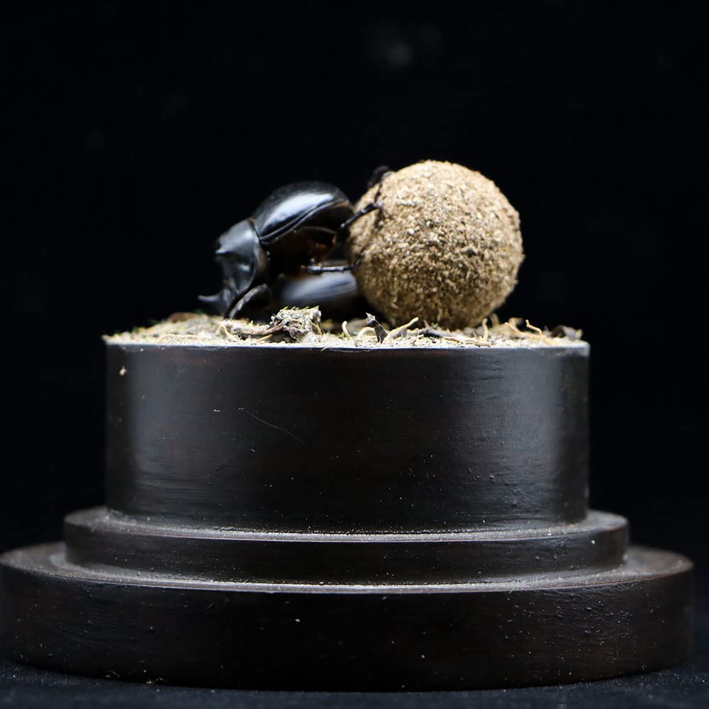 Amazon.com: Lllunimon Insect Specimen Dung Beetle Pushes The Dung