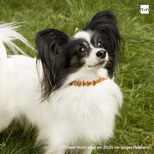 Amberta Bernstein Halsband für Hunde und Katzen | Bernsteinkette für Hunde | Halsband Hund: 45-50 cm