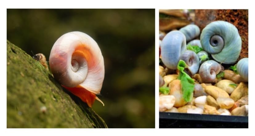 5 x HIGH GRADE Pink Pearl & Blue/Black Ramshorn Snails Live Freshwater Aquarium