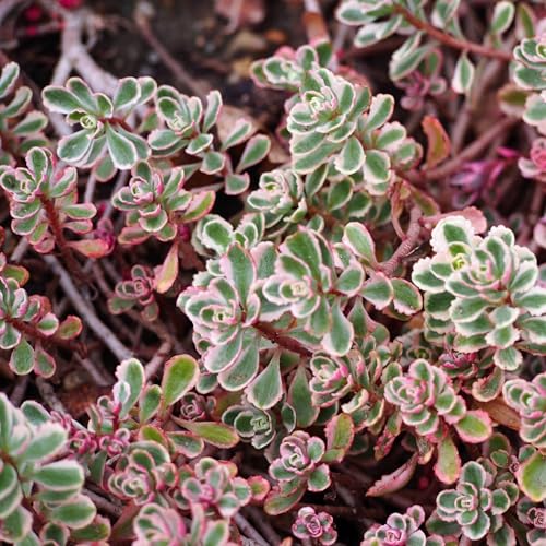 Pianta vera di Sedum spurium Tricolor - Diametro Vaso Ø 14 cm