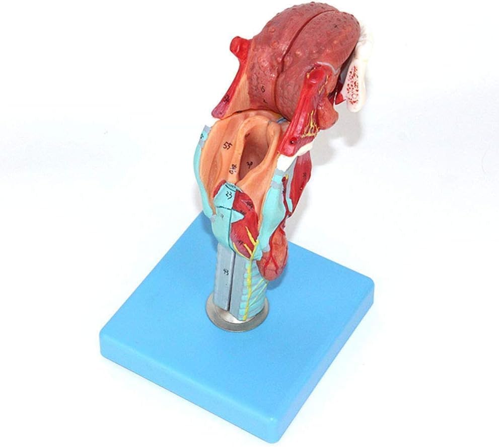 Modèle de dents linguales et larynx trachéal pour recherche médicale