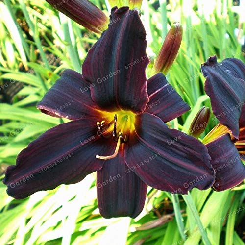 100 pcs/bag Hemerocallis Bonsai Tawny Daylily in Pot Plant Flower The Bonsai Plants of the Flower Pot Gift: 4: Seeds Only : Seeds Only