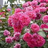 Gran germinación. Las flores son grandes y perfumadas, de forma curvada y elegante, y el rendimiento no tiene comparación.