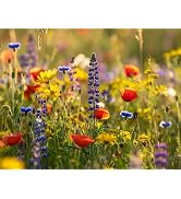 mehrjhrige Bienenweide fr heimische Insekten & Bienen, 5 jhrige  winterharte Mischung fr den bienenfreundlichen Garten, Blumenwiese sen  (20 m2) : Amazon.de: Garten