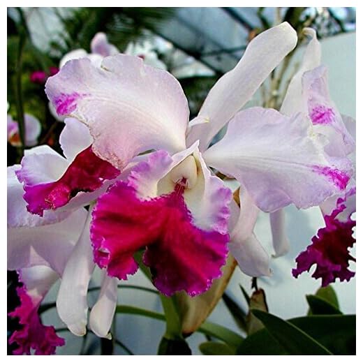 Seeds Seeds of Cattleya Hybrid of Flowers 20seeds Famous Flowers Orchid Seeds Bonsai in Office vase Beautiful Flower Plant