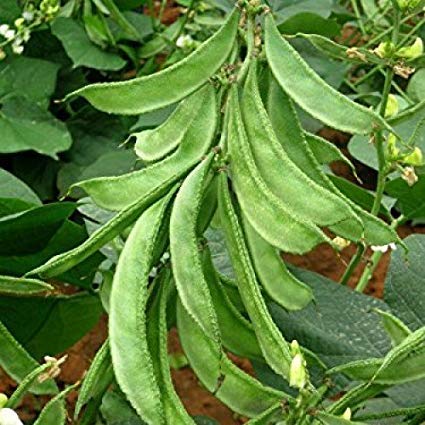 IndianAgro Flat Lima Green Bean Vegetable Seed - Green Sem - 25 Seeds - Fresh Vegetable Seeds (B07S7K1SGK) Amazon Price History, Amazon Price Tracker