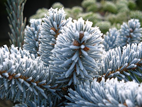 Hoopsii Picea - Super Blue Selection 2 - Year Live Plant #TOP3