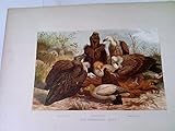 chromolithographie  Südeuropäische Geier - Kuttengeier, Schmutzgeier, Gänsegeier - Chromolithographie aus Brehms Tierleben, Band IV - VI, Vögel