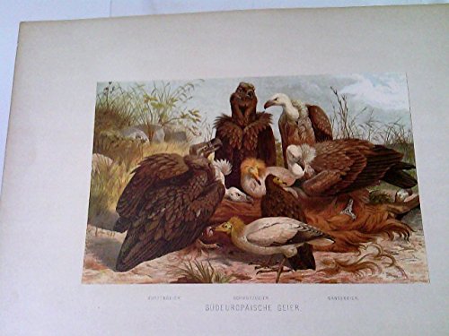 Südeuropäische Geier - Kuttengeier, Schmutzgeier, Gänsegeier - Chromolithographie aus Brehms Tierleben, Band IV - VI, Vögel