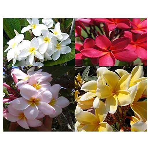 Hawaiian Plumeria Frangipani Plant Cuttings - 4 Pack