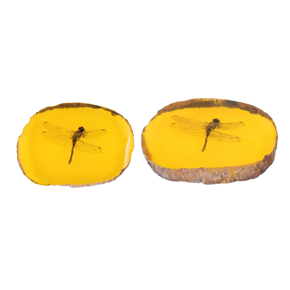 Gatuida Amber, Specimen Amber Stone Ornament for Decoration, Collection(Dragonfly)