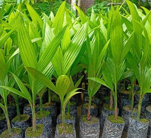 Image of Betel Nut Plant Hybrid Live Tree (Pack Of 6) 1.5- Feet, Air Layered Supari Tree Plant All Season, Areca Nut Plant, Berry and Beetle, Fruits in Just 2 Years