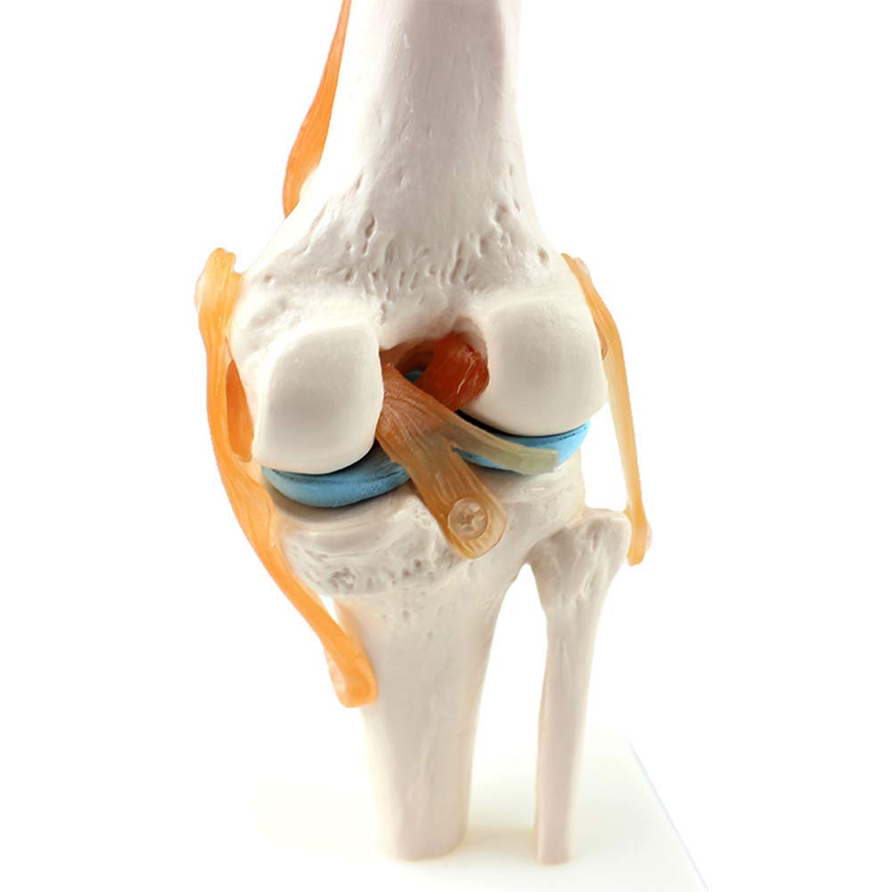 Mensch Kniegelenk Modell 1: 1 Orthopädische Knie Skelett Modell Arzt-Patient Kommunikation Skelettunterricht