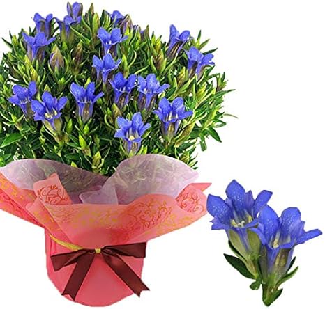 Amazon ハッピーガーデン 敬老の日 りんどう メグブルー 鉢植え 風呂敷包み お祝いカード 4種のチケット付き 観葉植物 オンライン通販