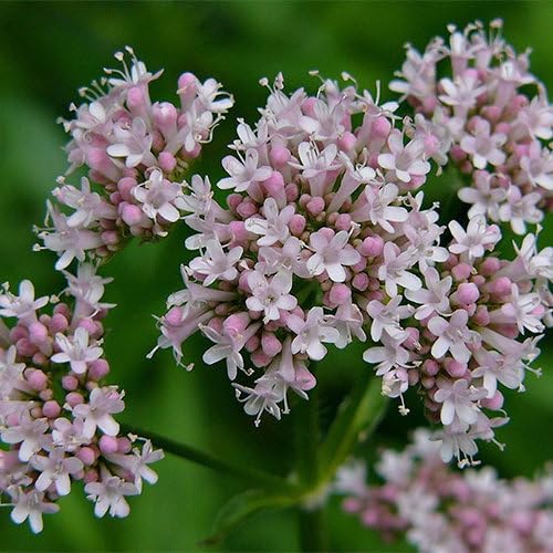 Plant World Seeds - Valeriana Officinalis Seeds (Perennial Flower Seeds)