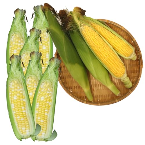 [先行予約]富士北麓忍野村の気候、水、自然で作られた朝採りトウモロコシ(ゴールドラッシュ・ピーターコーン)詰め合わせセット10〜12本(約5kg)※2026年8月から順次発送予定