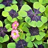 Buy Now! 25 Spring-Flowering Oxalis Iron Cross Bulbs: Seeds: Package Contains Seeds