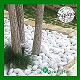 Seat Flor B084QFTGBK lato 4