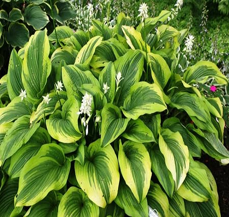 80 graines de plantes Hosta vertes