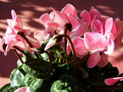 100-Cyclamen Seeds for Planting- Outdoor or Indoor-Beautiful
