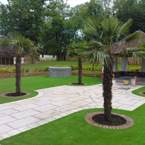 CSNCH 5 Seeds Of Chinese Windmill Palm Trachycarpus Fortunei