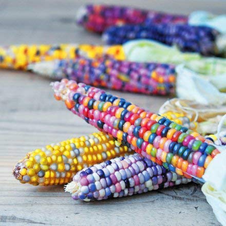 Monsterzeug Regenbogenmais Anzuchtset, Bunter Mais Saatgut, Bunter  Maiskolben, Rainbow corn, Maissamen zum Zchten, DIY Zuchtset : Amazon.de:  Garten