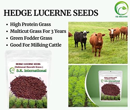 Image of SK Organic Compatible with Hedge Lucerne (Velimasal Grass /Dasrath Grass) Seeds 500 GMS