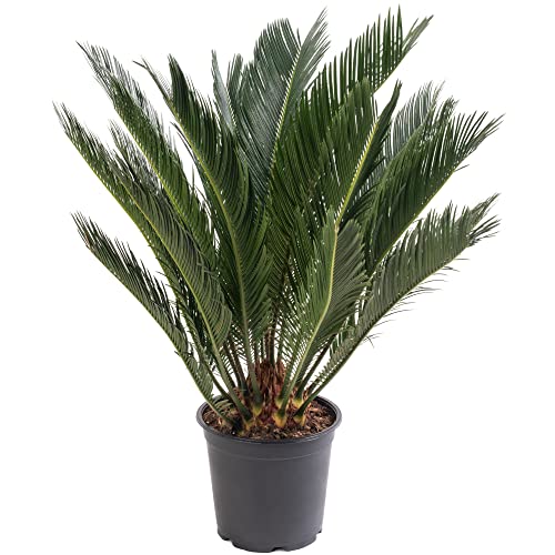 Palma di Sago, grande pianta da interno, sempreverde, alta, esotica e rara.