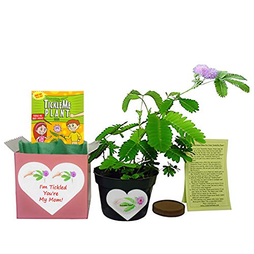 Tickleme Plant Mother's Day Gift Box Set - To Grow The Plant That Closes Its Leaves When You Tickle It Or Blow It A Kiss. It Even Grows Pink Flowers. Grows Indoors Year Round. #TOP5