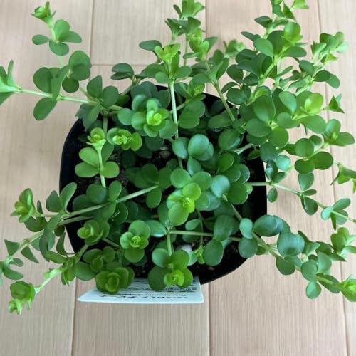 観葉植物 ペペロミア 3号」の人気商品一覧 | 安い商品を通販サイトから