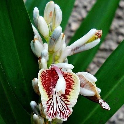 5 Semi rari di Alpinia Galanga - Jengibre tailandés - Galangal