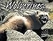 Wolverines (Animal Scavengers)