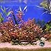 balacoo Fish Tank Treasure Chest Aquarium Ornament 2.36 Inch Creative Decorative Hideaway for Freshwater and Saltwater Fish Enhancing Aquarium Decor