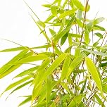 Fargesia Pingwu - Hardy Non-Invasive Clumping Garden Plant Bamboo, Year-Round Dark Green Foliage, Ideal for Screening and Suitable for UK Climate (10cm Pot, 20-30cm)