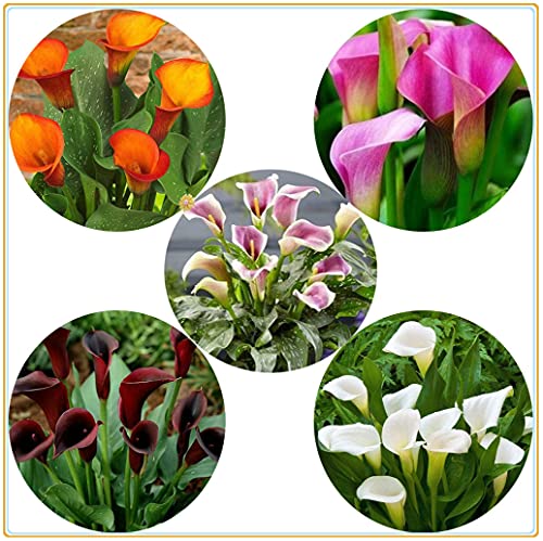 Calla Lily Bulb-, Feuille verte, Espèces rares, Décorations, Jardin secret, Cadeaux de vacances, Vivace, Plantes, Parfumé, Air purifiant-10 Bulbi