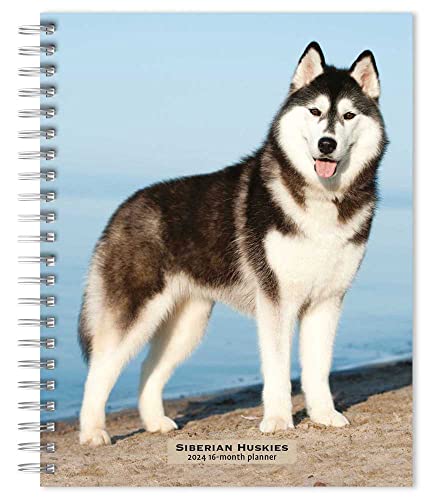 Siberian Huskies | 2024 6 x 7.75 Inch Spiral-Bound Wire-O Weekly Engagement Planner Calendar | New Full-Color Image Every Week | BrownTrout | Animal Dog Breeds